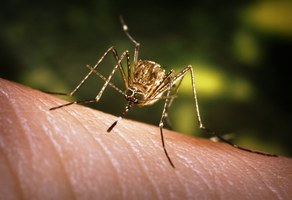 West Nile Disease: situazione attuale nella provincia di Ferrara